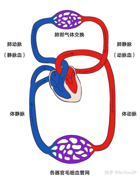 血液循环简图|血液循环